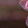Helleborus 'Heronswood Double', flowers