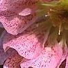 Helleborus 'Heronswood Double', flowers