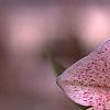 Helleborus 'Heronswood Double', flowers