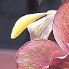 Helleborus 'Heronswood Double Pink Shades', flowers