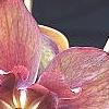 Helleborus 'Heronswood Double Pink Shades', flowers