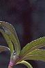 Helleborus 'Heronswood Double Pink Shades', flowers