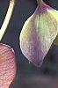 Helleborus 'Heronswood Double Pink Shades', flowers