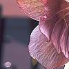 Helleborus 'Heronswood Double Pink Shades', flowers