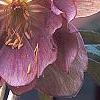 Helleborus 'Heronswood Double Pink Shades', flowers