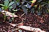 Helleborus x hybridus dark red, habit