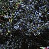 Helleborus x hybridus dark red, habit