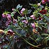 Helleborus x hybridus dark red, habit