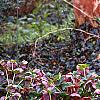 Helleborus x hybridus dark red, habit
