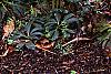 Helleborus x hybridus dark red, habit