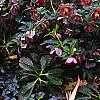 Helleborus x hybridus dark red, habit