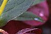 Helleborus x hybridus dark red, flowers