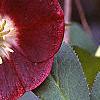 Helleborus x hybridus dark red, flowers