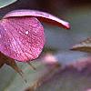 Helleborus x hybridus dark red, flowers