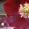 Helleborus x hybridus dark red, flowers