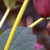 Helleborus x hybridus dark red, flowers