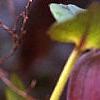 Helleborus x hybridus dark red, flowers