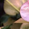 Helleborus x hybridus pink, flowers