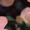 Helleborus x hybridus pink, flowers