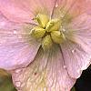 Helleborus x hybridus pink, flowers