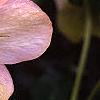 Helleborus x hybridus pink, flowers