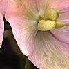 Helleborus x hybridus pink, flowers