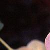 Helleborus x hybridus pink, flowers
