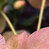 Helleborus x hybridus pink, flowers