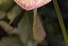Helleborus x hybridus pink, flowers