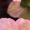 Helleborus x hybridus pink, flowers