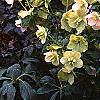Helleborus x hybridus spotted cream, habit