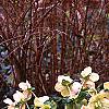 Helleborus x hybridus spotted cream, habit