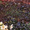 Helleborus x hybridus spotted cream, habit
