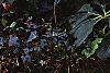 Helleborus x hybridus spotted cream, habit