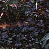 Helleborus x hybridus spotted cream, habit