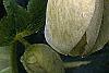 Helleborus x hybridus spotted cream, flowers