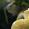 Helleborus x hybridus spotted cream, flowers