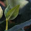 Helleborus x hybridus spotted cream, flowers