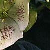 Helleborus x hybridus spotted cream, flowers