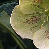 Helleborus x hybridus spotted cream, flowers