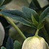 Helleborus x hybridus spotted cream, flowers