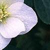 Helleborus x hybridus white, flowers