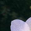 Helleborus x hybridus white, flowers