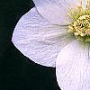 Helleborus x hybridus white, flowers