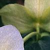 Helleborus x hybridus white, flowers