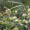 Helleborus orientalis, habit