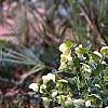 Helleborus orientalis, habit