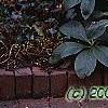 Helleborus orientalis, habit