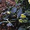 Helleborus orientalis, habit