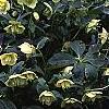 Helleborus orientalis, habit